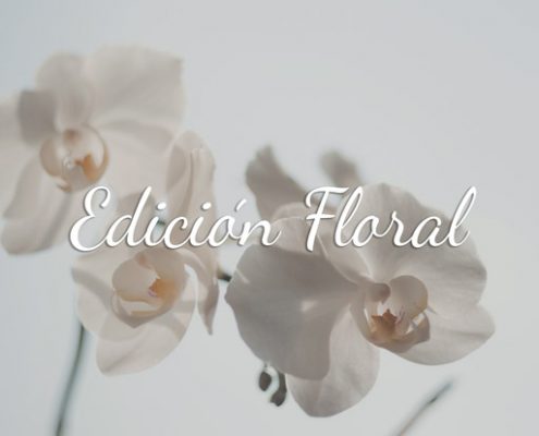 don algodon ambients edición floral